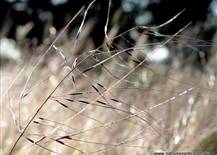 Spear or Needle & Thread Grass
